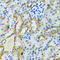 Ganglioside Induced Differentiation Associated Protein 1 antibody, LS-C334821, Lifespan Biosciences, Immunohistochemistry paraffin image 