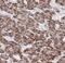 LRAT Domain Containing 2 antibody, FNab02997, FineTest, Immunohistochemistry paraffin image 