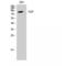 Valosin Containing Protein antibody, LS-C386634, Lifespan Biosciences, Western Blot image 