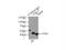 Ubiquitin Like 7 antibody, 11564-1-AP, Proteintech Group, Immunoprecipitation image 