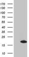 Coiled-Coil-Helix-Coiled-Coil-Helix Domain Containing 10 antibody, TA811808S, Origene, Western Blot image 