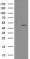 Protein O-Fucosyltransferase 2 antibody, NBP2-45363, Novus Biologicals, Western Blot image 