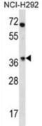 Olfactory Receptor Family 4 Subfamily N Member 2 antibody, abx026693, Abbexa, Western Blot image 