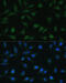 Nucleoporin 98 antibody, 13-195, ProSci, Immunofluorescence image 