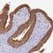 Ubiquinol-Cytochrome C Reductase Complex III Subunit VII antibody, PA5-61285, Invitrogen Antibodies, Immunohistochemistry paraffin image 