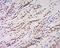 Dihydrodiol Dehydrogenase antibody, orb183088, Biorbyt, Immunohistochemistry paraffin image 
