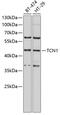Transcobalamin-1 antibody, GTX32915, GeneTex, Western Blot image 