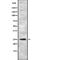 Myogenin antibody, abx217023, Abbexa, Western Blot image 