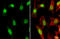 Telomeric Repeat Binding Factor 2 antibody, GTX132780, GeneTex, Immunocytochemistry image 