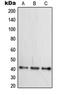 Wnt Family Member 16 antibody, orb215175, Biorbyt, Western Blot image 