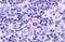 C-C Motif Chemokine Receptor Like 2 antibody, MBS243811, MyBioSource, Immunohistochemistry frozen image 