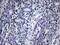 Basic Helix-Loop-Helix Family Member E40 antibody, MA5-27272, Invitrogen Antibodies, Immunohistochemistry frozen image 