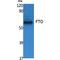 FTO Alpha-Ketoglutarate Dependent Dioxygenase antibody, LS-C386803, Lifespan Biosciences, Western Blot image 