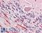Neuronal Pentraxin 1 antibody, LS-B10579, Lifespan Biosciences, Immunohistochemistry paraffin image 