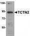 Tectonic Family Member 2 antibody, TA320021, Origene, Western Blot image 