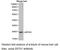 Glutathione S-Transferase Alpha 1 antibody, LS-C193017, Lifespan Biosciences, Western Blot image 