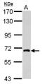 Nuclear FMR1 Interacting Protein 1 antibody, NBP2-19607, Novus Biologicals, Western Blot image 