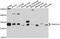 TRNA Methyltransferase 61A antibody, PA5-76553, Invitrogen Antibodies, Western Blot image 