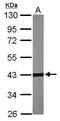 Tubulin Folding Cofactor C antibody, GTX105962, GeneTex, Western Blot image 