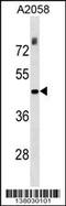 THO Complex 3 antibody, 59-478, ProSci, Western Blot image 