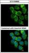 Thymidine Phosphorylase antibody, GTX100892, GeneTex, Immunocytochemistry image 