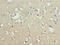 Cornichon Family AMPA Receptor Auxiliary Protein 2 antibody, LS-C399253, Lifespan Biosciences, Immunohistochemistry paraffin image 