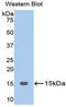 Gonadotropin Releasing Hormone 1 antibody, LS-C294314, Lifespan Biosciences, Western Blot image 