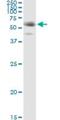 Fibrinogen Like 2 antibody, H00010875-M01, Novus Biologicals, Immunoprecipitation image 