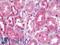 SFT2 Domain Containing 2 antibody, LS-B9883, Lifespan Biosciences, Immunohistochemistry frozen image 
