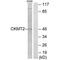 Creatine Kinase, Mitochondrial 2 antibody, PA5-49789, Invitrogen Antibodies, Western Blot image 