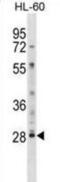 Lymphocyte Antigen 6 Family Member G6F antibody, abx029079, Abbexa, Western Blot image 