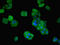 VPS26, Retromer Complex Component B antibody, LS-C377617, Lifespan Biosciences, Immunofluorescence image 