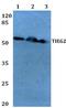 Kruppel Like Factor 11 antibody, A04277-1, Boster Biological Technology, Western Blot image 