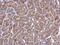 Insulin Like Growth Factor 2 antibody, PA5-78019, Invitrogen Antibodies, Immunohistochemistry frozen image 