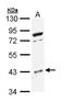 Mitogen-Activated Protein Kinase 11 antibody, GTX111388, GeneTex, Western Blot image 