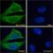 Heat Shock Protein Family A (Hsp70) Member 8 antibody, GTX89273, GeneTex, Immunofluorescence image 