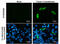 Coagulation Factor X antibody, GTX629480, GeneTex, Immunofluorescence image 