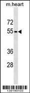 Rh Family C Glycoprotein antibody, 60-350, ProSci, Western Blot image 