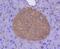 Coagulation Factor III, Tissue Factor antibody, NBP2-67731, Novus Biologicals, Immunohistochemistry paraffin image 