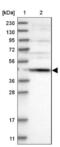 Secernin 2 antibody, NBP1-85994, Novus Biologicals, Western Blot image 