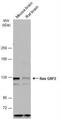 Ras Protein Specific Guanine Nucleotide Releasing Factor 2 antibody, NBP2-20087, Novus Biologicals, Western Blot image 