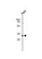 Cyclin D1 antibody, abx031337, Abbexa, Western Blot image 