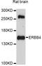 Erb-B2 Receptor Tyrosine Kinase 4 antibody, LS-C746756, Lifespan Biosciences, Western Blot image 