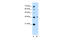 Chromosome 11 Open Reading Frame 54 antibody, 29-603, ProSci, Western Blot image 