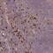 Macrophage Expressed 1 antibody, NBP2-14246, Novus Biologicals, Immunohistochemistry paraffin image 