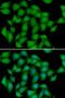 Antioxidant 1 Copper Chaperone antibody, LS-C346375, Lifespan Biosciences, Immunofluorescence image 