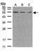 Steroid hormone receptor ERR1 antibody, PA5-28749, Invitrogen Antibodies, Western Blot image 