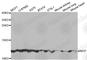 Matrix Gla Protein antibody, A5439, ABclonal Technology, Western Blot image 