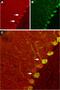 Reticulon 4 Receptor antibody, PA5-77534, Invitrogen Antibodies, Immunohistochemistry frozen image 