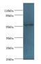 RAD18 E3 Ubiquitin Protein Ligase antibody, LS-C372267, Lifespan Biosciences, Western Blot image 